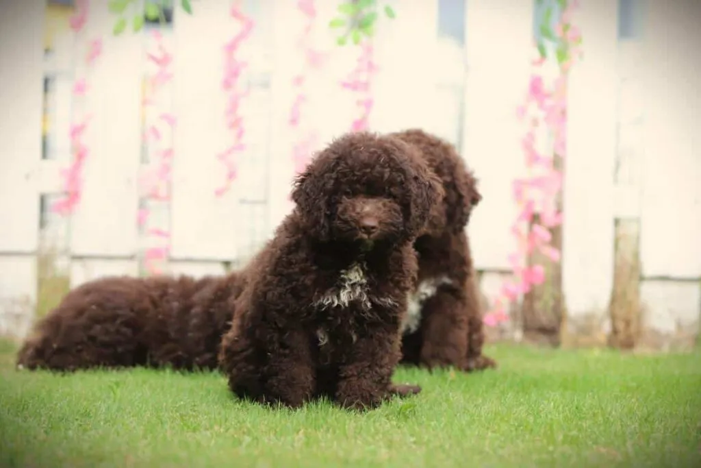 Lagotto Romagnolo puppy met fokker tijdens socialisatie