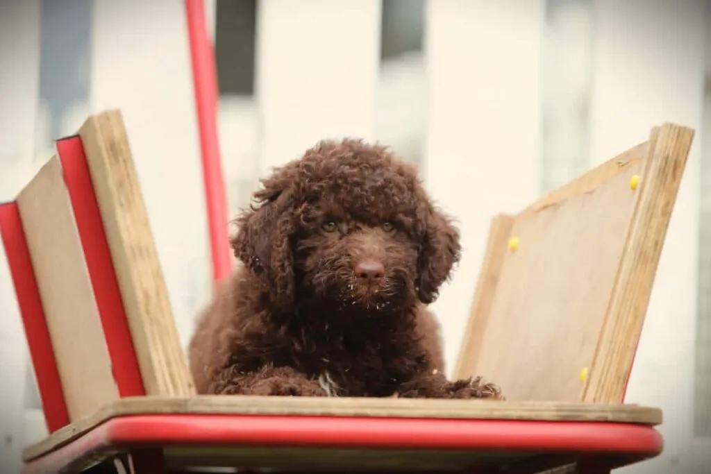 Italiaanse waterhond geniet van actieve levensstijl met eigenaar