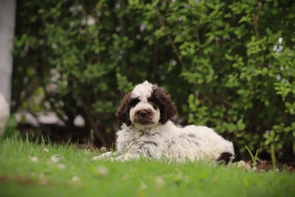 Gezonde Italiaanse waterhond tijdens veterinair onderzoek