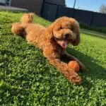Caniche nain - lola - luxembourg 4