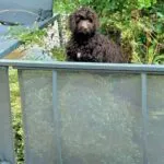 Labradoodle - bibi 11
