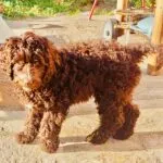 Labradoodle - bibi 13