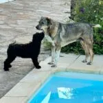 Labradoodle - bibi 14