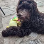 Labradoodle - bibi 15