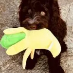Labradoodle - bibi 16