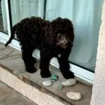 Labradoodle - bibi 17