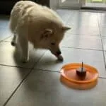 Pomsky - baco 14