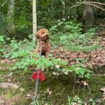 Caniche nain - lola - luxembourg 5
