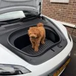 Caniche nain - lola - luxembourg 6