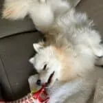 Pomsky - baco 15
