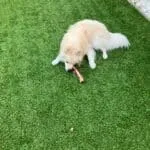 Pomsky - baco 16