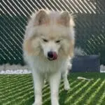 Pomsky - baco 17