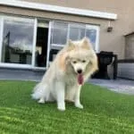 Pomsky - baco 18