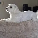 Maltezer - bobby 7