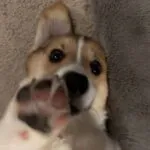 Welsh corgi pembroke - mira 2
