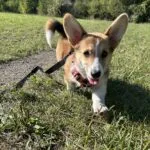 Welsh corgi pembroke - mira 1