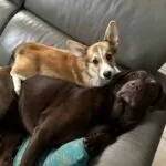 Welsh corgi pembroke - mira 3