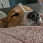 Welsh corgi pembroke - mira 5
