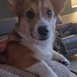 Welsh corgi pembroke - mira 4