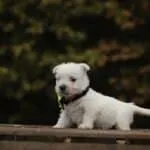 West highland white terrier 5