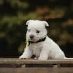 West highland white terrier 6