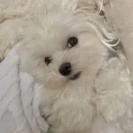 Maltezer - bobby 9