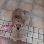 Amerikaanse cocker - barry 11 Een pluizige, lichtbruine puppy ligt op een tegelvloer naast een roze kauwspeeltje in de vorm van een bot. Het beeld is een beetje wazig.