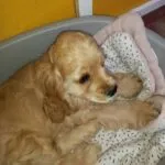 Amerikaanse cocker - barry 13 Een lichtbruine puppy met lange oren ligt comfortabel op een zacht deken met patroon in een grijs bed tegen een gele muur.