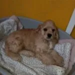 Amerikaanse cocker - barry 14 Een lichtbruine, pluizige puppy ligt op een deken in een grijs huisdierenbed tegen een gele muur. De puppy ziet er ontspannen uit en kijkt naar de camera.