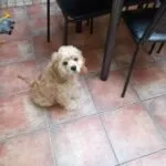 Amerikaanse cocker - barry 12 Een kleine, lichtbruine hond met krullend haar zit op een tegelvloer naast een tafel en zwarte stoelen en kijkt omhoog naar de camera.
