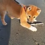Shiba inu - rex 18