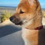 Shiba inu - rex 17