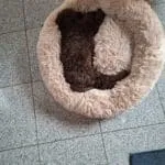 Labradoodle - yordi 9