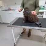 Labradoodle - yordi 7