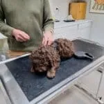 Labradoodle - yordi 8
