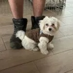 Maltezer - laika 6