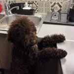 Lagotto - kalimera 5