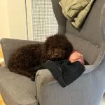 Lagotto - kalimera 4