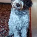 Lagotto 6