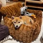Shiba inu - yumi 15