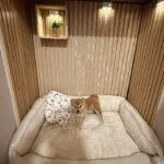 Shiba inu - yumi 16