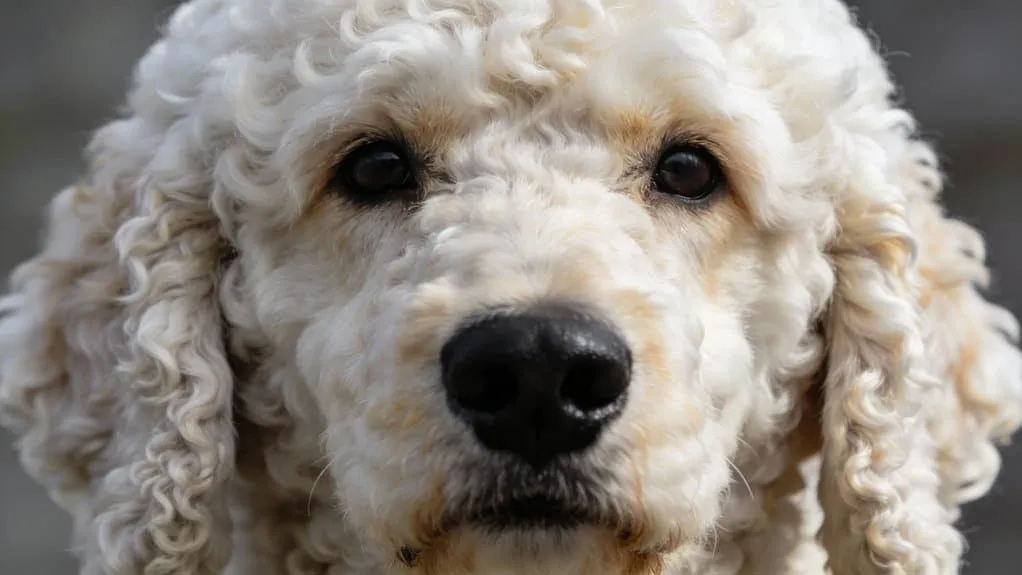 Uiterlijk van de lagotto romagnolo: vacht, kleuren en bouw uitgelegd 4 Brede afgeronde kop met vierkante snuit