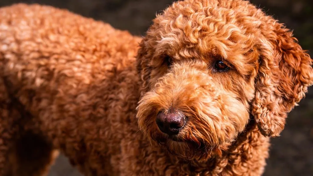 Uiterlijk van de lagotto romagnolo: vacht, kleuren en bouw uitgelegd 8 Krullend wollig dicht vacht
