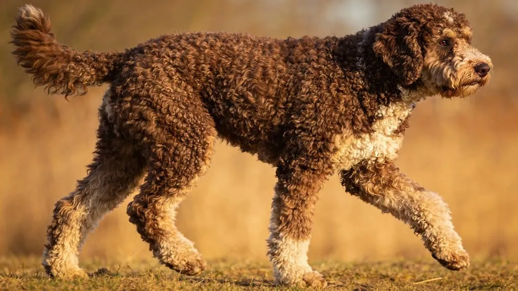 Uiterlijk van de lagotto romagnolo: vacht, kleuren en bouw uitgelegd 11 Efficiรซnte evenwichtige lagotto ganganalyse
