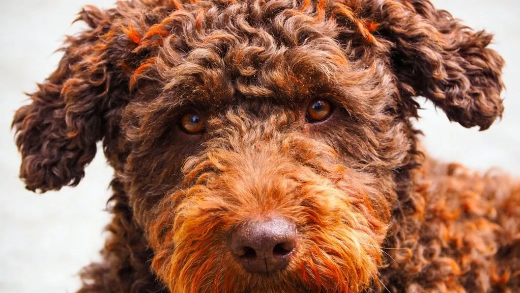 Uiterlijk van de lagotto romagnolo: vacht, kleuren en bouw uitgelegd 5 Lagotto ogen oren silhouet verzorging