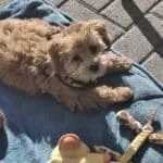 Maltipoo - nala (lubbeek, be) 12