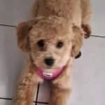 Maltipoo - nala (lubbeek, be) 15