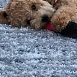 Maltipoo - nala (lubbeek, be) 13