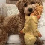 Maltipoo - nala (lubbeek, be) 14