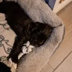 Engelse cocker spaniël - luna 16